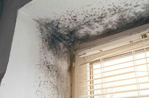 Affordable Mold Remediation solutions in Port Trevorton, PA