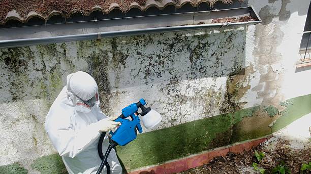 Top rated local Mold Remediation specialists in Port Trevorton, PA